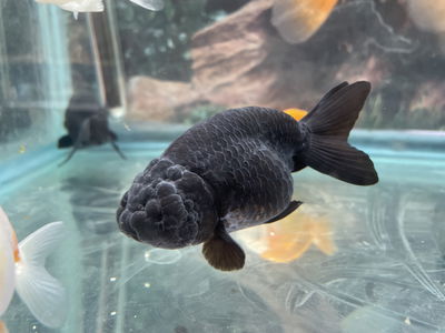 Carassius Ranchu Thai Black 7cm