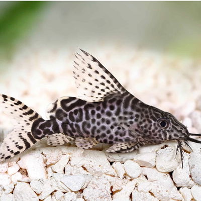 Synodontis Eupterus 4cm