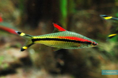 Barbus Línea Roja 6cm