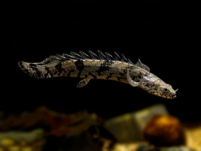 Polypterus Endlichery 7cm