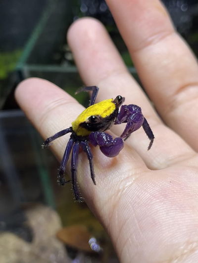 Cangrejo Yellow Vampiro 4cm