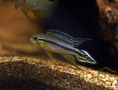 Apistogramma Blue Tefe Agassizi
