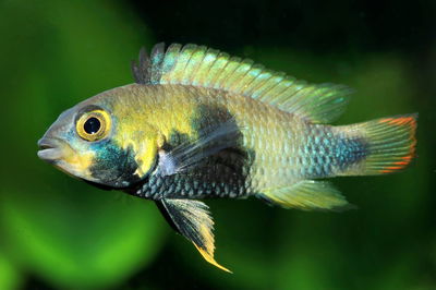 Apistogramma Panduro Pareja