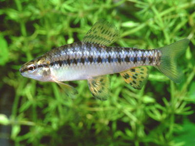 Come Algas Mariposa 5cm