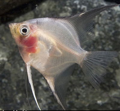 Escalar Albino 4cm