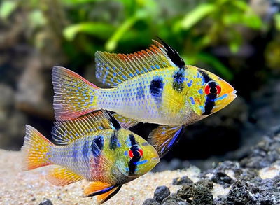 Ramirezzi German Blue Pearl