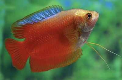 Colisa Red Neon 7cm