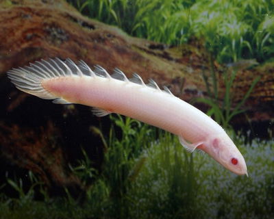 Polypterus Albino 8cm