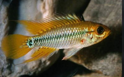 Apistogramma Cruzi Pareja