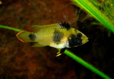 Apistogramma Nijseny Pareja