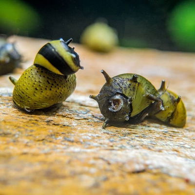Caracol Clithon Sp 