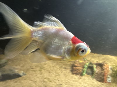 Carassius Telescopico Iron Reproductor  12cm