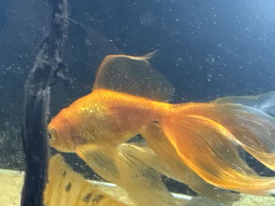 Carassius Cometa Reproductor 12cm