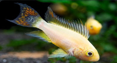 Apistogramma Cacatuoides Golden