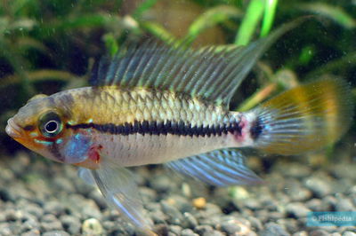 Apistogramma Eunotus Blue 