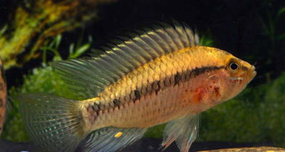 Apistogramma Sp Nanay (machos y hembras)