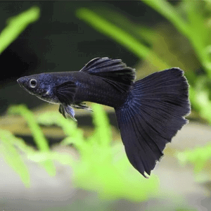 Lebiste Full Black Macho