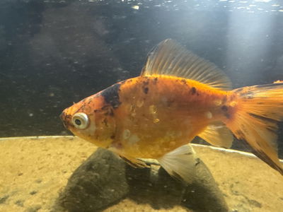 Carassius Comun Reproductor 12cm