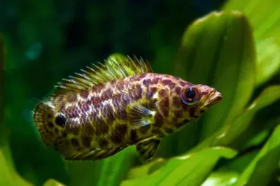 Gourami Leopardo 4cm