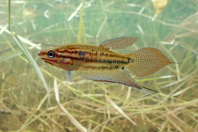 Gourami Enano Croaking 4cm