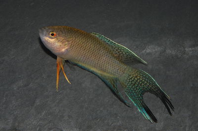 Macropodus Paraiso Black 10cm
