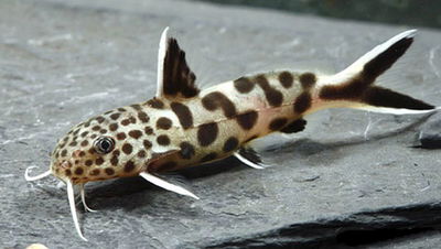 Synodontis Multipunctatus 4cm