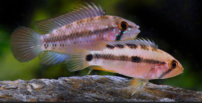 Apistogramma Atahualpa Pareja