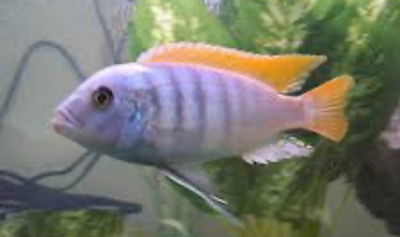 Aulonocara Blue Neon Africano 7cm