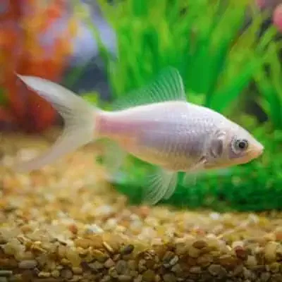 Carassius White Sarassa 5cm