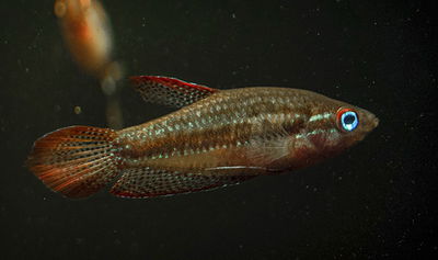 Gourami Pigmeo Arcoiris 5cm