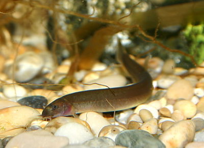  Pangio Khuli Black 