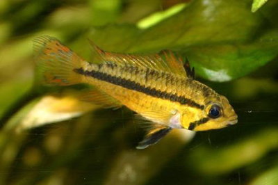 Apistogramma Cacatuoides Pareja/Casal