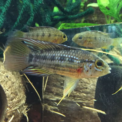 Apistogramma Eunotus Blue Pareja
