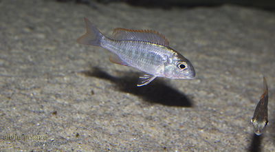 Letrinops Africano
