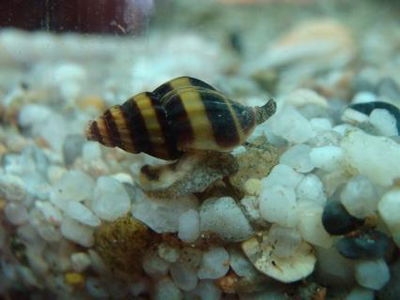 Caracol Helena Asesino 3cm