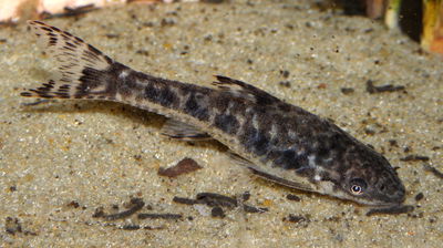 Otocinclus Arnopldi Limpiador