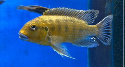 Pseudotropheus Williams Blue lips