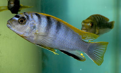 Hongui Sp