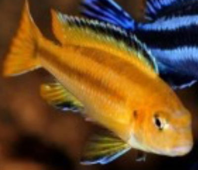 Elongatus Mpanga 