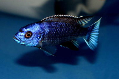 Acei Black Ngara