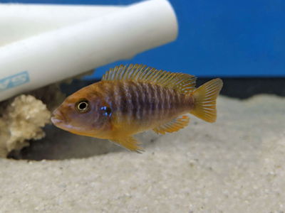 Iodotropheus Sprengerae Rusty
