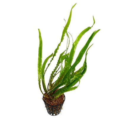 Criptocorine Spiralis x1