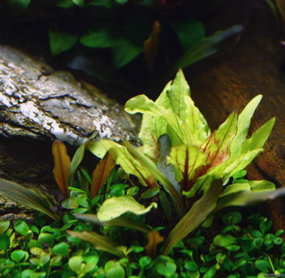 Criptocorine Green Gecko x1
