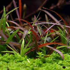 Echinodorus Tenellus Red