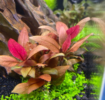 Alternathera Reinekii Mini