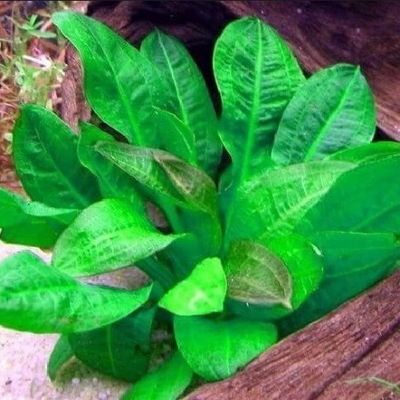 Echinodorus Parviflorus Tropica x1