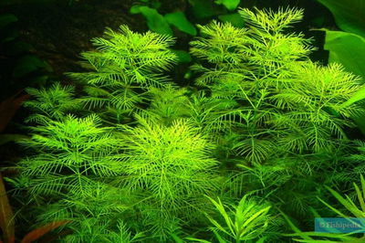 Myriophilum Aquaticum x3