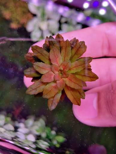 Ludwigia Sphaerocarpa Mini x1