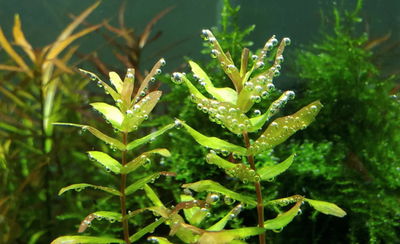 Rotala Macrandra Green x2