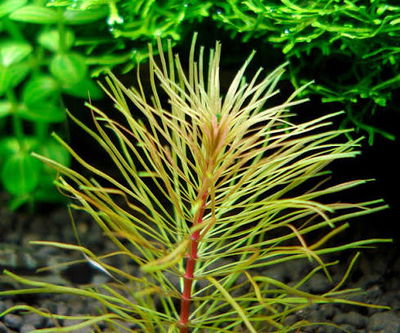 Rotala Bangladesh x2